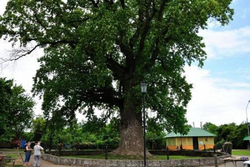 В Краснодарском крае пять деревьев в рамках всероссийской программы получили статус памятников природы