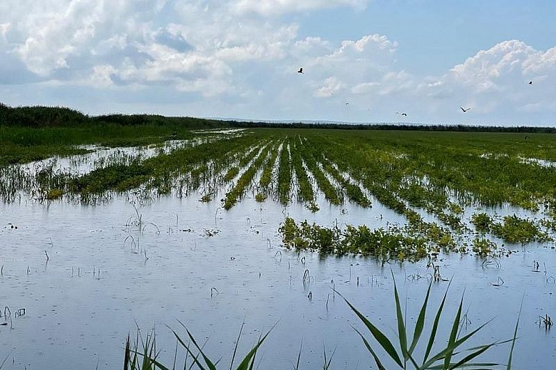 Прошедший в Краснодарском крае циклон может негативно сказаться на урожае риса и винограда