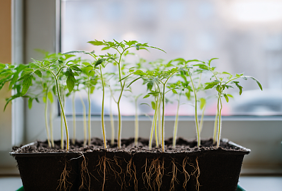 Нужно ли пикировать томаты и как выращивать их без пересадки