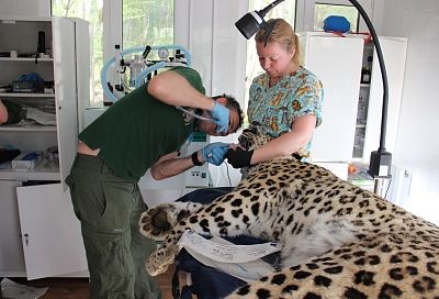Ветеринары из Москвы вылечили зубы сочинскому леопарду Филоу
