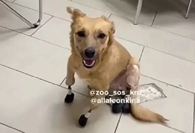Первая в мире собака с протезами из Краснодара переедет в Лондон 