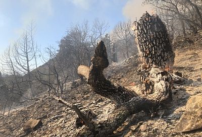 Горит Утриш: пожар в реликтовом лесу под Анапой продолжается вторые сутки