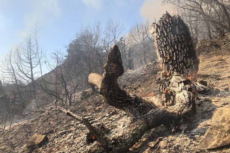 Горит Утриш: пожар в реликтовом лесу под Анапой продолжается вторые сутки