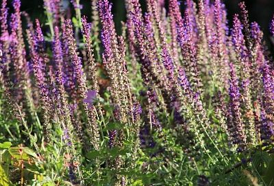 Выращивание шалфея может привести к уголовному наказанию