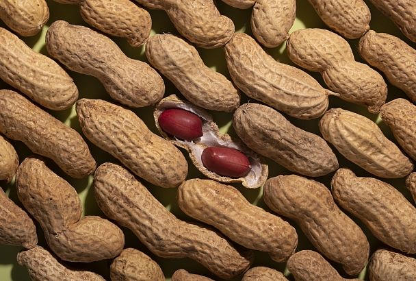 Краснодарский край стал площадкой для испытаний новых российских сортов арахиса