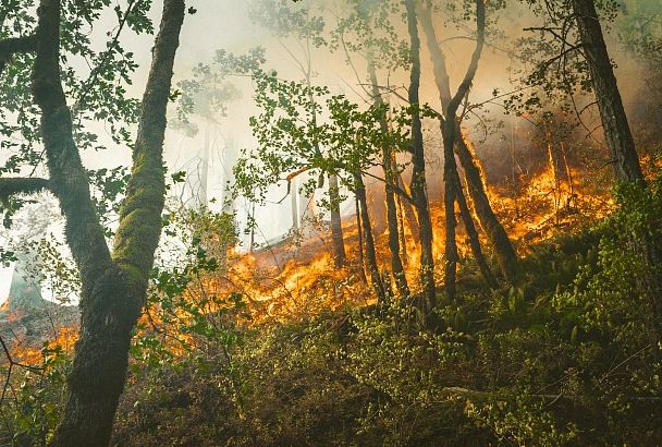 Предупреждение о чрезвычайной пожароопасности на Кубани продлено до 29 августа