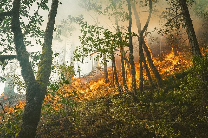 Предупреждение о чрезвычайной пожароопасности на Кубани продлено до 29 августа