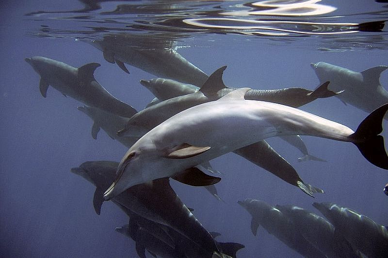 Названа основная причина гибели дельфинов в Черном море