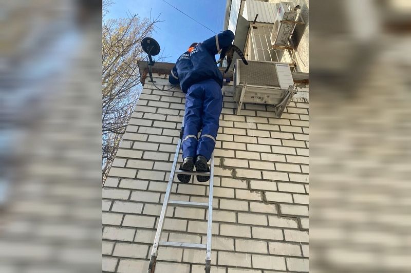 В Новороссийске спасатели сняли просидевшего три дня на крыше кота