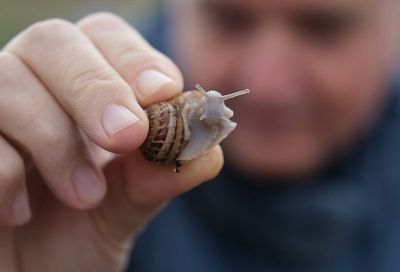 Деликатес с рожками: диетолог рассказала, как ставшие модными блюда из улиток могут навредить человеку