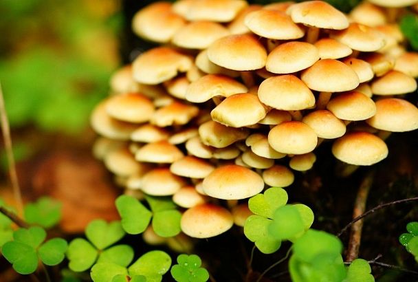 Грибникам на заметку: как правильно обрабатывать лесные грибы, чтобы не отравиться