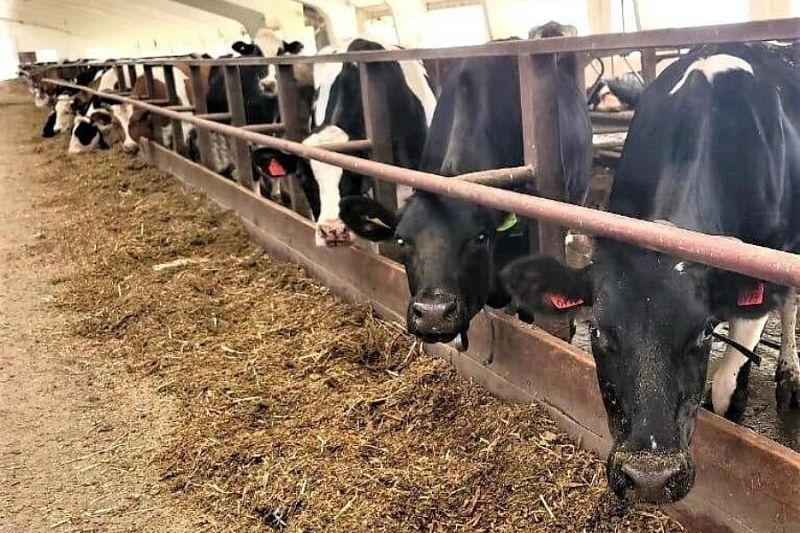 Агрофирма Успенского района увеличила валовое производство молока
