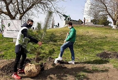 На мемориале «Сопка героев» в Крымском районе высадили «Сад памяти»