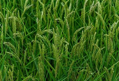 В Краснодарском крае появится новый способ улучшения качества риса