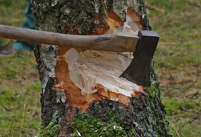 Мэр Краснодара прокомментировал ситуацию с вырубкой деревьев при реконструкции Николаевского бульвара