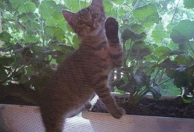 Родители понесут дополнительные траты: ремонт москитных сеток обойдется теперь дороже