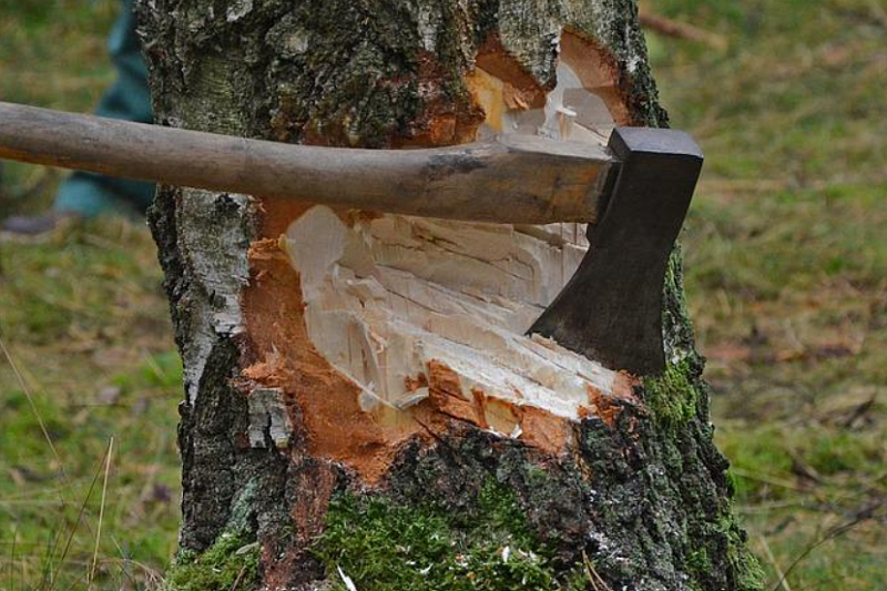 Мэр Краснодара прокомментировал ситуацию с вырубкой деревьев при реконструкции Николаевского бульвара
