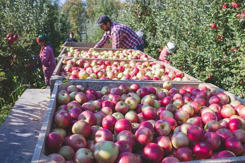 В Туапсинском районе завершается сбор урожая яблок
