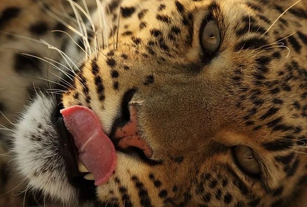 Посетители в одежде с леопардовым принтом смогут бесплатно посетить объекты Сочинского нацпарка