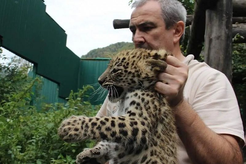 В нацпарке Сочи определили пол котят переднеазиатского леопарда 