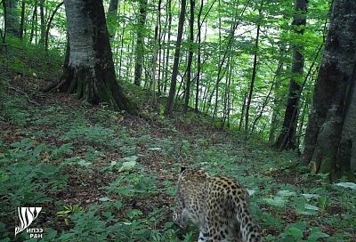 Выпущенные в леса Северной Осетии сочинские леопарды ни разу не встретились