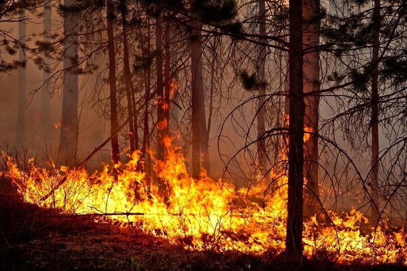 Ученые создали гель для предотвращения лесных пожаров