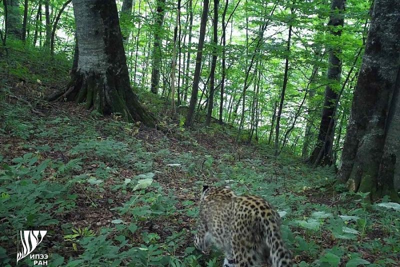 Выпущенные в леса Северной Осетии сочинские леопарды ни разу не встретились