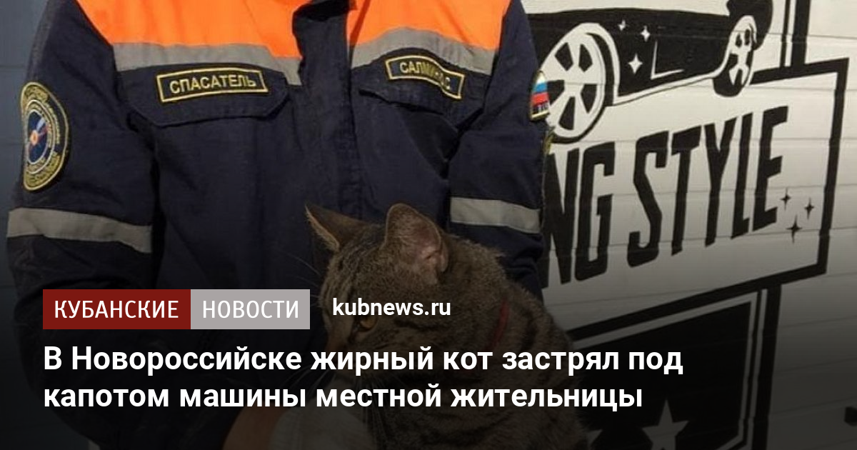 Кот под капотом