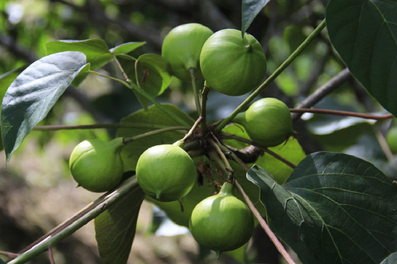 Смертельно опасные плоды тунгового дерева созрели в сочинском дендрарии 