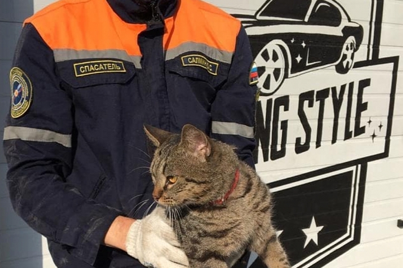 В Новороссийске жирный кот застрял под капотом машины местной жительницы