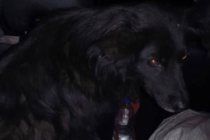 Грузовик с запертыми внутри собаками обнаружили в Сочи