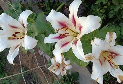 Узнала о простом способе вырастить роскошные лилейники с семян. Начинаю в феврале!