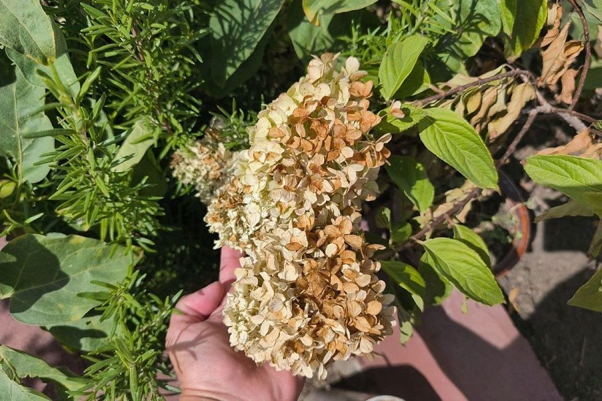 Раз, два, три и готово: что надо сделать с метельчатой гортензией перед зимой 