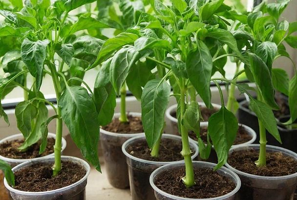 Чем накормить рассаду за неделю до высадки, чтобы не болела и дала рекордный урожай