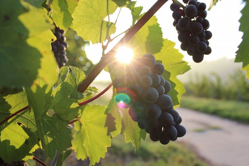 В 2021 году в Краснодарском крае увеличат высадку новых виноградников более чем на 10%