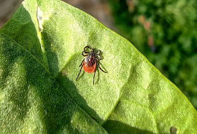 Клещи атакуют: в Краснодарском крае за неделю эти насекомые покусали почти 1,7 тыс. человек