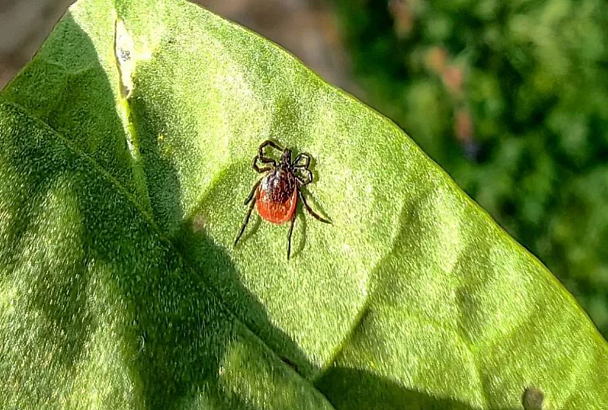 Клещи атакуют: в Краснодарском крае за неделю эти насекомые покусали почти 1,7 тыс. человек