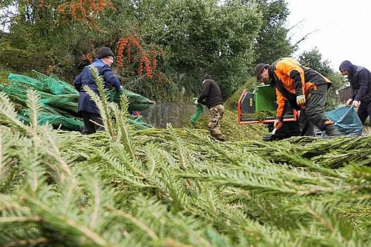 «Сдай елку на доброе дело». В Сочи открылись пункты приема новогодних деревьев