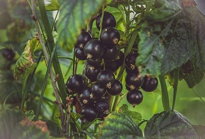 Почва прогрета до +5 – вносим азот: от 1 схемы кусты смородины «не жируют» и ягод завязывают вдвое