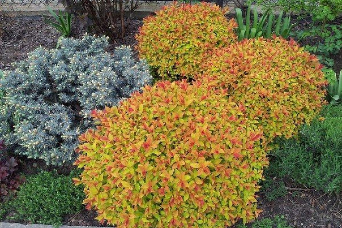 Спирея японская: посадка и уход за кустарником