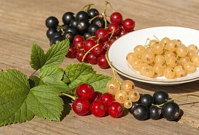 Осенняя подкормка смородины: удобряю, обрезаю, поливаю кусты для богатого урожая в следующем году