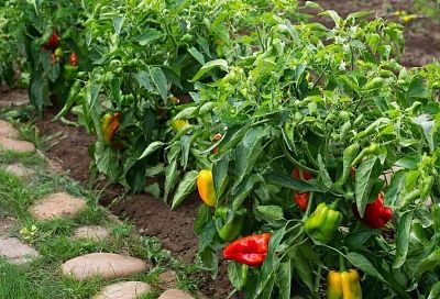 Завязи перца опадают в жару? 4 шага к спасению урожая