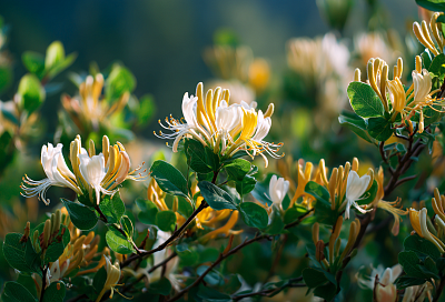 Жимолость: как ухаживать весной, чтобы получить крупные сладкие ягоды