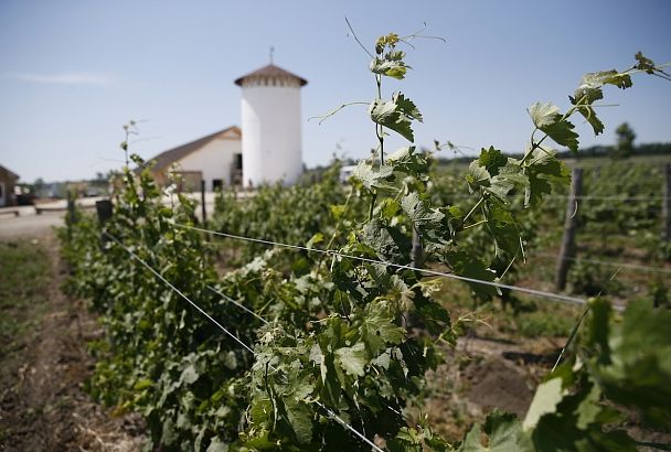 Для чего в Краснодарском крае проводят учет виноградопригодных земельных участков