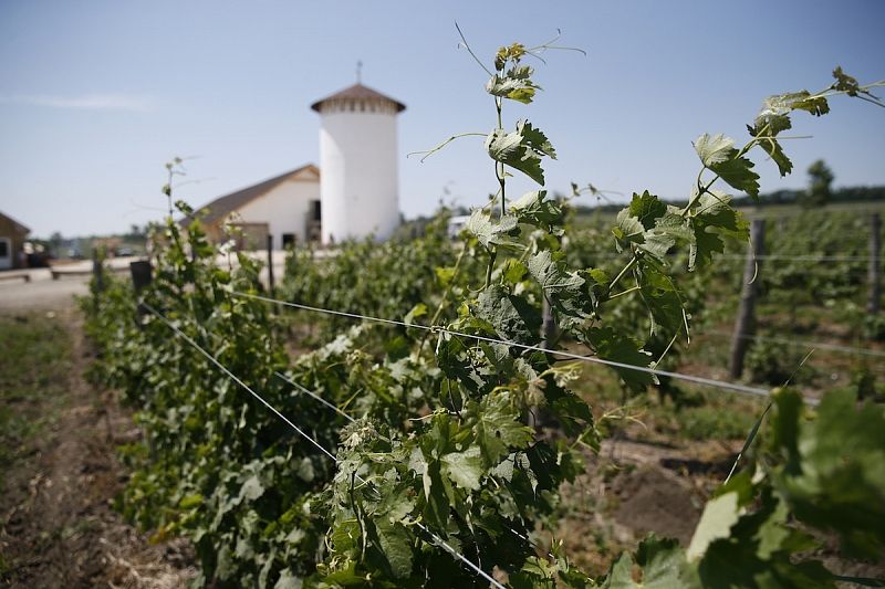 Для чего в Краснодарском крае проводят учет виноградопригодных земельных участков