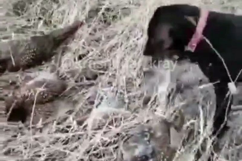 Птицы продолжают гибнуть: на Кубани обнаружили мертвых фазанов 