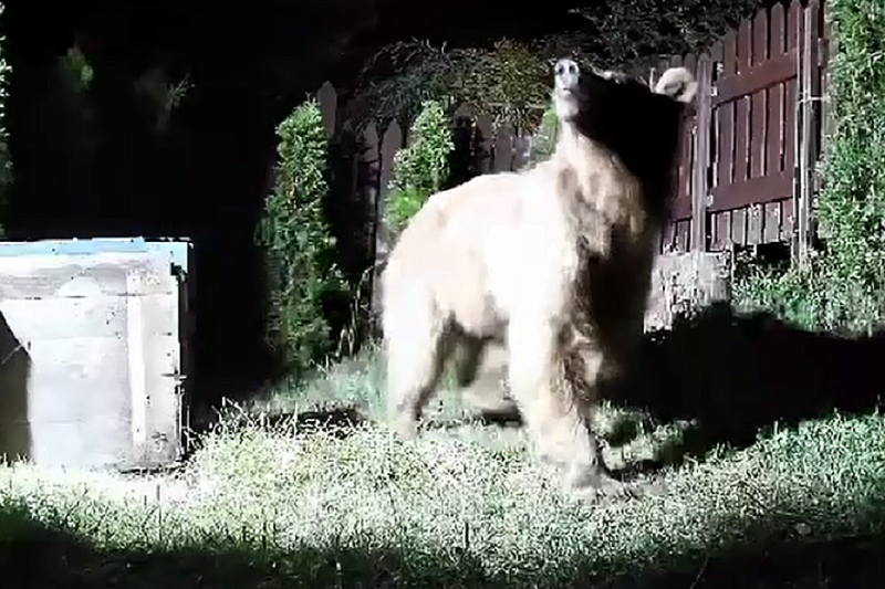 Разоривший ульи во дворе жителей Красной Поляны медведь попал на видео