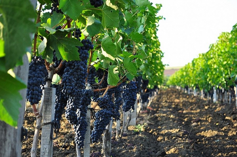 В Краснодарском крае высадят 1,7 тыс. га молодых виноградников