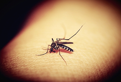 В каких случаях комариный укус может вызвать анафилактический шок