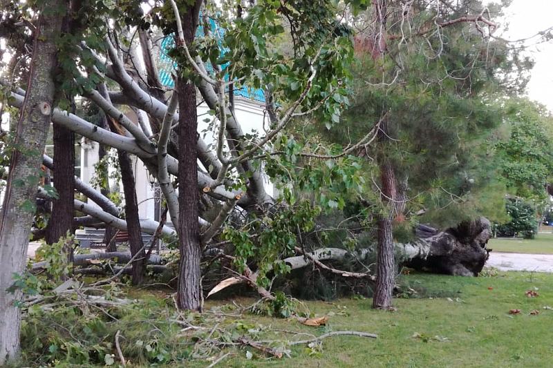 В Геленджике сильный ветер повалил деревья